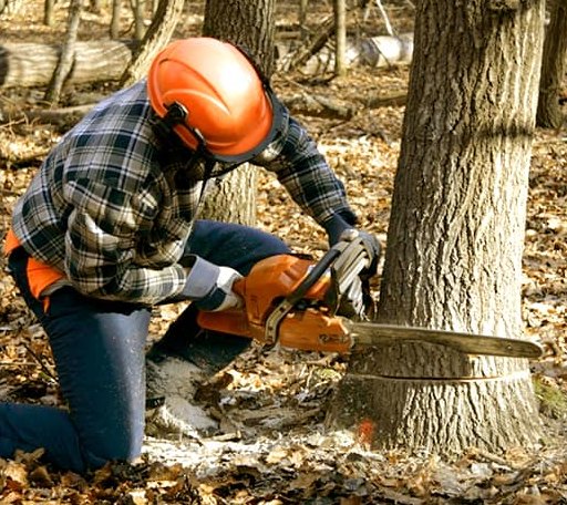 Tree Removal in Scroggins, TX